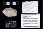 Foto (Objekt + Etikett) von Juracrista ? n. sp.  (NHMW-GEO-2017-0089-0074)